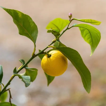 Clelia 贝内瓦吉恩纳